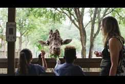 Étude de Cas Vidéo : Dallas Zoo
