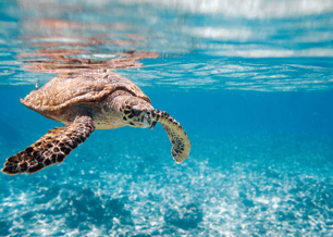 Glory Shedd Aquarium customer case study